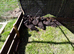 Beautiful Cayuga ducklings for sale.