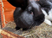 Baby rabbits