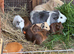 Beautiful Baby Guinea Pigs