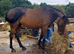 !15.1hh 12yr hack/project type!