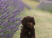 Spanish water dog RKC register