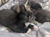 Kittens still looking for their new home***