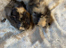 Baby Bonded Male Guinea Pigs