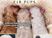 Maltipoo F1B puppies ready Dec 17th