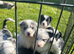 Outstanding Border Collie Puppy&rsquo;s