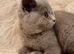 2x female Gccf registered kittens ready to go