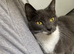 Kitten needing her forever home