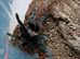 Male Tliltocatl vagans (Campeche), Mexican redrump. 4 1/2" inches #01