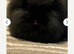 Rabbit looking for forever home