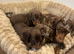 Miniature dachshund puppies