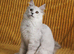 Pedigree TICA Registered Silver Shaded Kittens