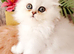 PURE PERSIAN 2 MALE LEFT