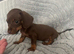 Mini dachshund