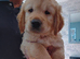 11 weeks old golden Retriever