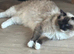 2 Stunning Boy Ragdolls