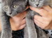 Kitten