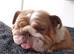 Female English Bulldog