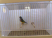 Gouldian Finch Cock Bird For Sale (BH, PB, GB)