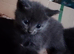 One grey kitten