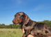 Miniature smooth haired dachshund