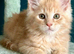 Pedigree Maine Coon