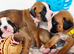 Gorgeous KC Reg Boxer Puppies