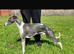 Beautiful KC registered whippets puppies for sale
