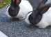 Dutch rabbits