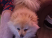 Female orange and cream pomerainian kc registered