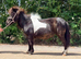Lovely registered IMPHS