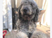 F1B Rare black standard Goldendoodle puppies in North Wales