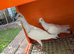 Polish Srebrniak Highflyer Pigeons