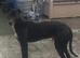 Lurcher pups