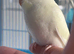 Baby budgie budgerigar parakeet