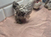 Pekin batam cocks