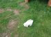 Female mini lops