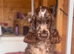 Show type female for sale.