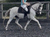Absolute top class Welsh section A mare ready to go to the top!