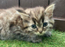 Main coon x Siberian forest cat