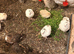 Quail Hatching Eggs