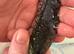 Copper axanthic Melanoid baby axolotl