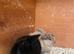 Beautiful Mini Lop Kits