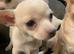 Adorable Chihuahua Puppies