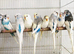Beautiful Baby Budgies for sale.