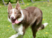 Ready to Leave - Red and White Pedigree Collie Pups