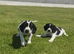 Cocker spaniel X Springer spaniel pups