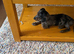 Cavapoo x dachshund 11 weeks old