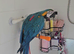 Blue and gold macaw called Mango