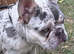 I have one frenchie puppy for sale, blue/merle male and blue/tan female for sale.