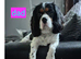 4 beautiful king Charles Cavalier spaniels looking for forever homes